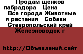 Продам щенков лабрадора › Цена ­ 20 000 - Все города Животные и растения » Собаки   . Ставропольский край,Железноводск г.